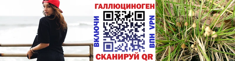 omg как войти  Гурьевск  Псилоцибиновые грибы MAGIC MUSHROOMS 